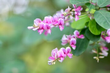 ピンク色の萩の花