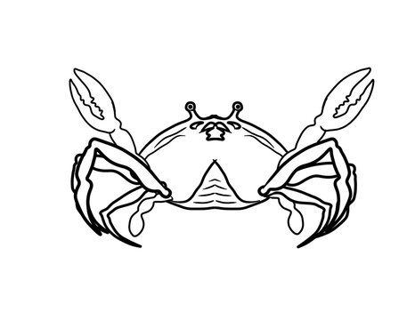 line art marine animal, a crab on a white background
