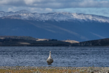 Obraz premium Caiquen looking at camera with mountains in the background in Puerto Almanza, Tierra del Fuego.