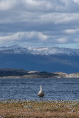 Caiquen looking at camera with mountains in the background in Puerto Almanza, Tierra del Fuego.