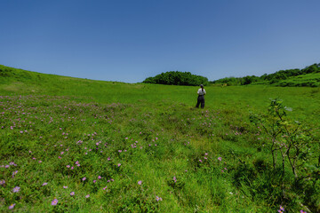 Girl standing in meadow with flowers on summer sunny day on top of hil
