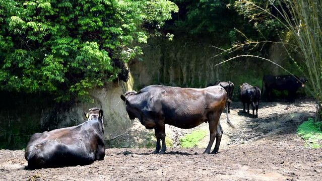 鹿児島黒牛_鹿児島県は和牛生産日本一