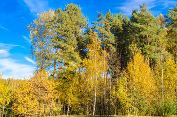 forest in autumn on a sunny day yellow foliage