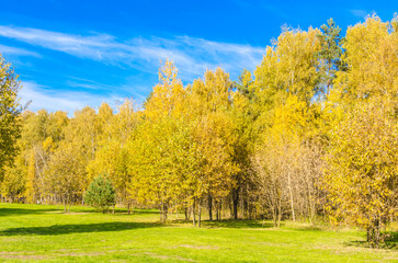 forest in autumn on a sunny day yellow foliage