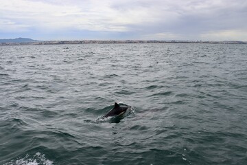 Dolphin In the Tagus