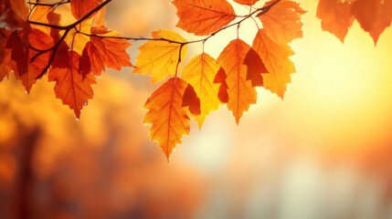 Fototapeta premium Autumn leaves on bokeh Background
