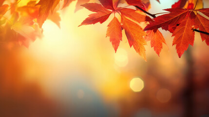Fototapeta premium Autumn leaves on bokeh Background