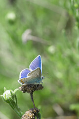Blue Carnera Butterfly, Plebejus melissa samuelis on a pink flower.