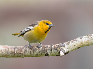 An immature male Bullock's Oriole on his perch.; Wyoming