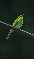 blue tailed bee eater