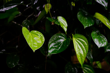 Fototapeta na wymiar Background of Piper lolot glossy fresh leaves 