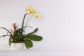 orchid in a vase