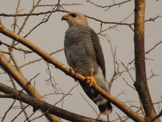 Grey hawk, 