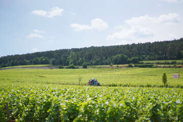 Vineyard in Burgundy, France for Wine Production