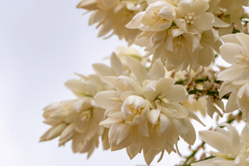 Delicate white flowers of Yucca Rostrata or Beaked Yucca plant close up. Selective focus
