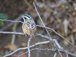 sparrow on a branch
