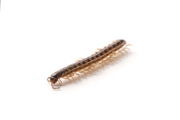 millipede isolated on white background