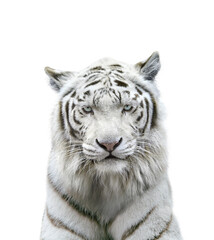 ホワイトタイガーの顔