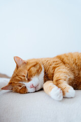 Fototapeta premium Ginger Cat Laying on the Sofa. Close up Photo of Red Cat