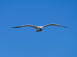 seagull flying midair