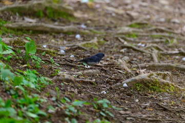 Fototapeta premium Dark Eyed Junco on the Rainbow Falls Trail