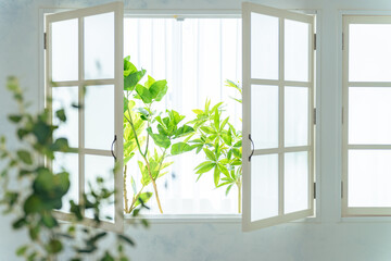 窓と植物　サンルーム
