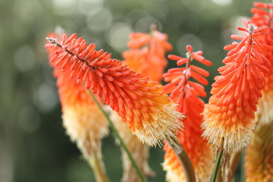 Close up of red hot poker flowers in bloom in a garden.