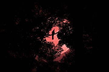 Silhouette of a crow perched on a tree branch in the forest with a red full moon at night.