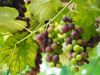 果物　ブドウ　スチューベン