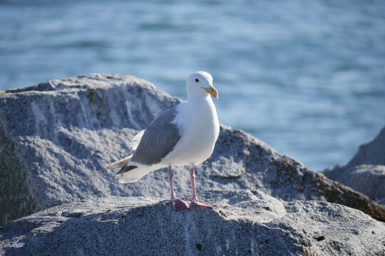 Seagull perched on a rock at White Rock Pier in British Columbia, Canada