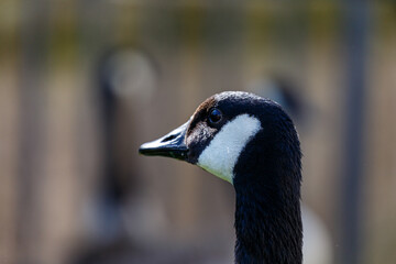 Portrait of canadian goose on the field