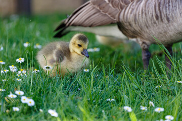 Young canadian goose in park