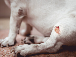 Injured dog. Wound on rear leg.