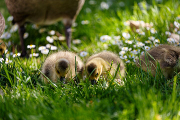 Young canadian goose in park