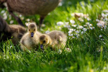 Young canadian goose in park