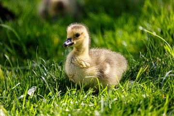 Young canadian goose in park