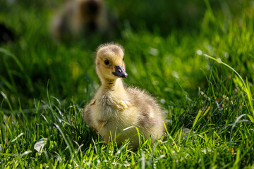 Young canadian goose in park