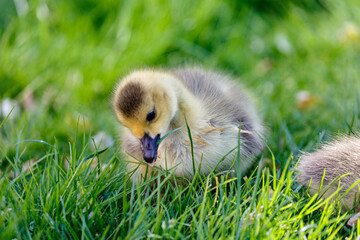 Young canadian goose in park