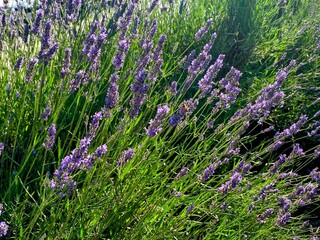 Obraz premium lavender flowers in the garden