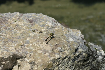とんぼ　dragonfly