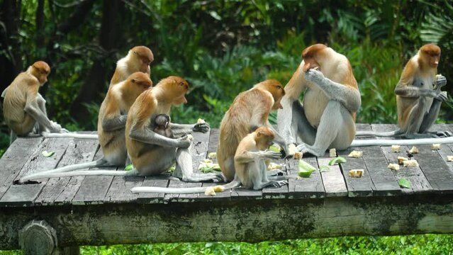 Proboscis monkey in a group sit while eating in nature setup at mangrove forest in Sandakan. Sabah Malaysia.