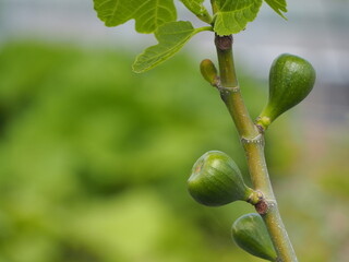 果物　イチジク　未熟な実
