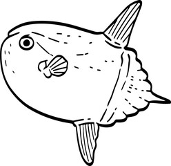 hand drawn Mola mola fish illustration.