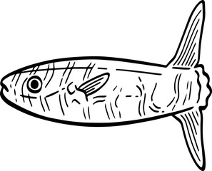 hand drawn Mola mola fish illustration.