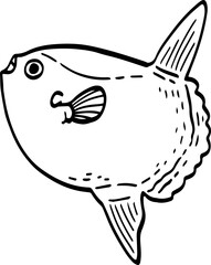hand drawn Mola mola fish illustration.