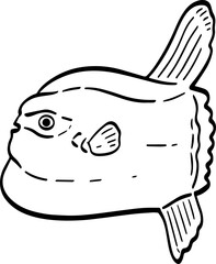 hand drawn Mola mola fish illustration.