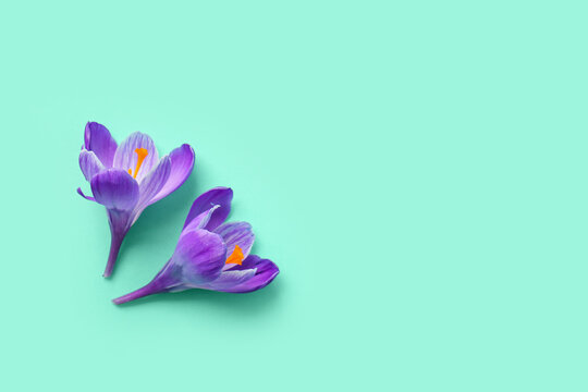 Beautiful Saffron flowers on turquoise background