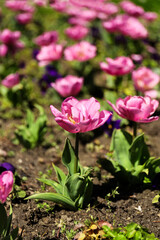 Beautiful pink tulips on spring day, closeup