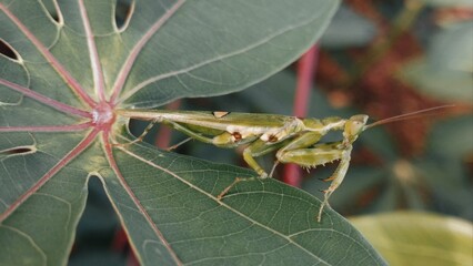 grasshopper on leaf