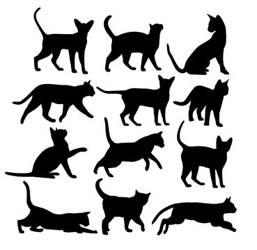 The set of silhouettes domestic cats.
